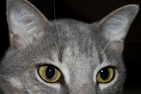 Adorable animal cat