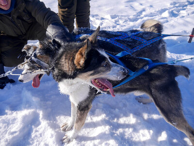 Siberian Dog Hitched to Sled photo