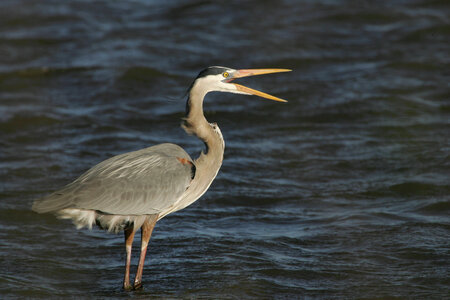 Great Blue Heron scouting for dinner photo
