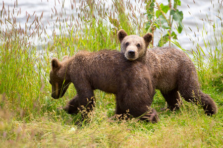 Kodiak brown bear cubs-1
