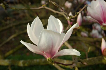 Tree magnolia blossom flower photo