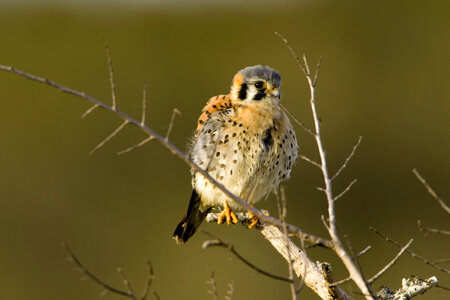 Young American kestrel on a branch - Falco sparverius photo