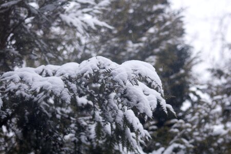 Winter snow covered branches