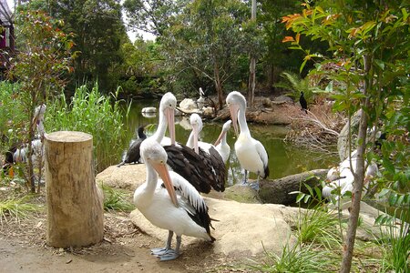 Birds pelican australia