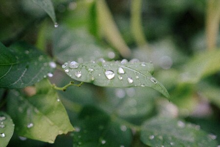 Rain Drops Green Leaf photo