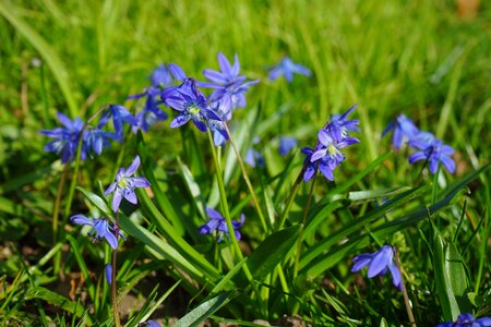 Bloom flower blue photo