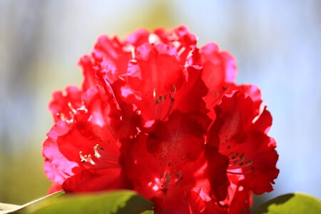 Beautiful Flowers bloom blooming photo