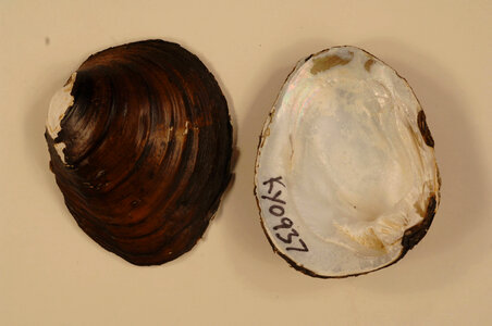 Pleurobema sintoxia-1