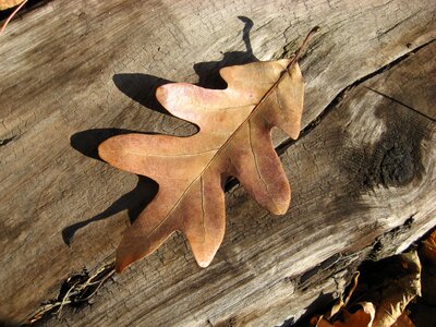 Season brown natural