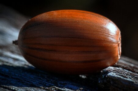 Tree brown nature