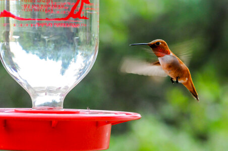 Male Rufous hummingbird at feeder photo