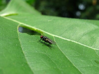Leaf insect green