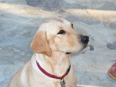Dog labrador dogs