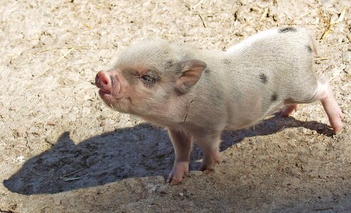 Farm pigs pigsty