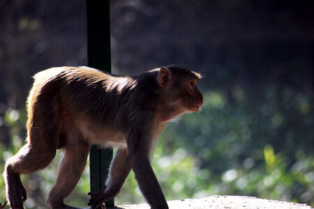 Monkey National Park