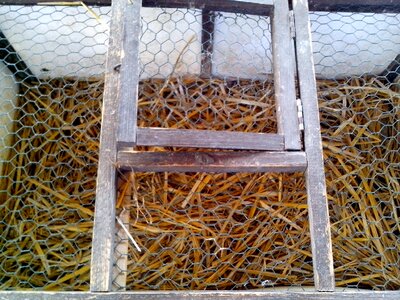 Bird cage carriage