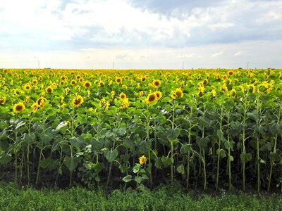 Agriculture cloud cloudy