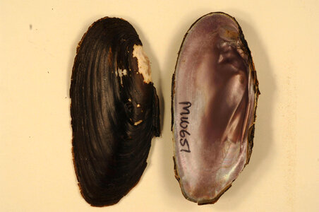 Elliptio dilatata-1