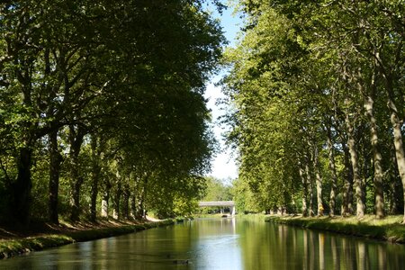 Channel forest landscape photo