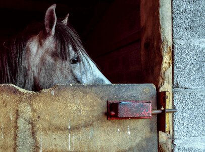 Animal barn cavalry photo