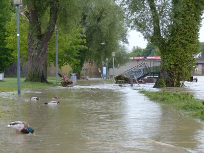 Disaster destruction ducks photo