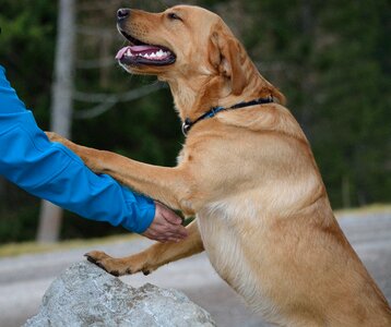 Labrador bright coat pet
