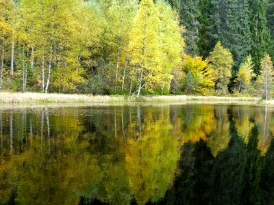 Autumn birch coast photo