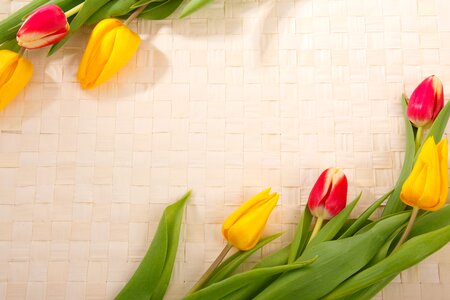 Colorful decoration flora