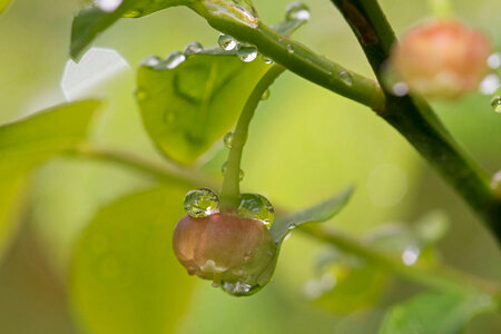 Red huckleberry 