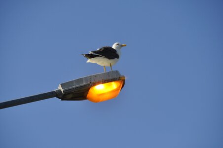 Light street bird