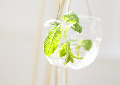Cups with fresh mint photo
