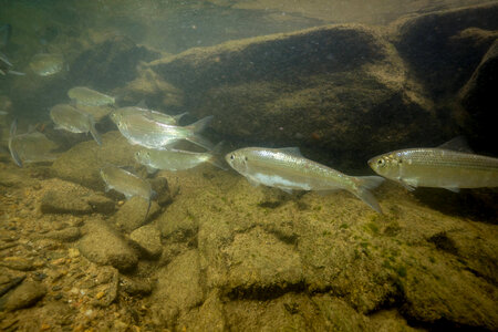  Alewife-1