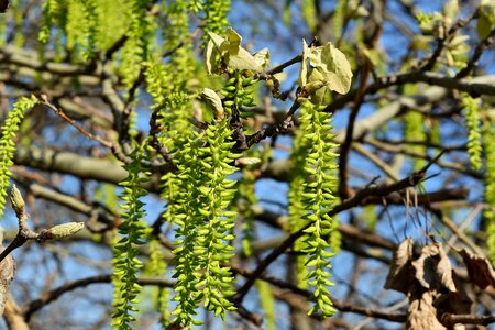 Tree forest plant