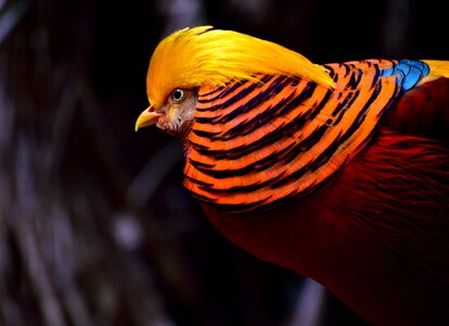 Yellow-red exotic wildlife
