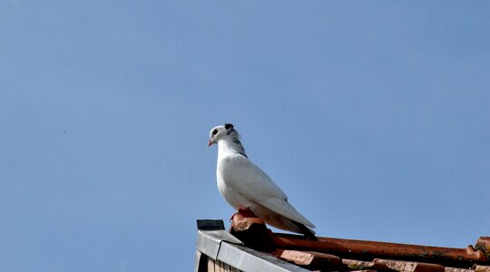 Bird pigeon white