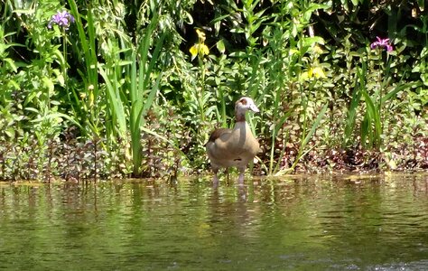 Aggressive pond lake