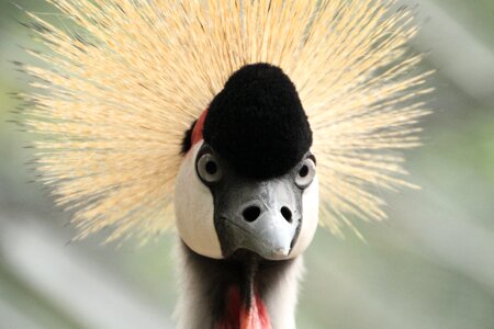 Bird headdress animals