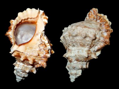 Caenogastropoda of uncertain systematic shell seashell photo