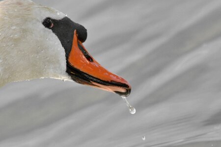 Beak head swan