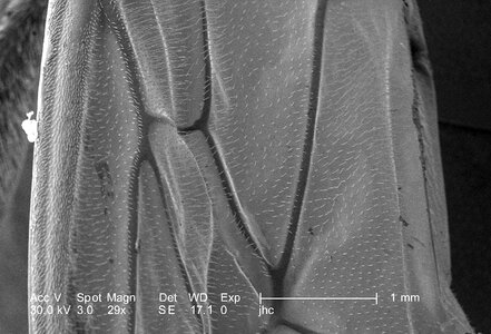 Hornet member phylum