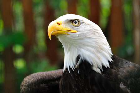 Portrait of a Bald Eagle photo