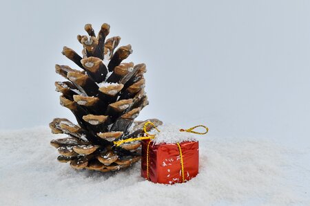 Conifer gift snow