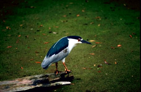 Bird black egret
