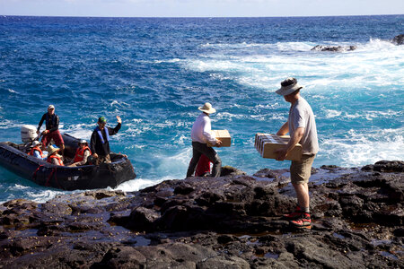 Nihoa Millerbird Translocation-2