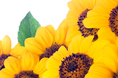 Sunflowers Closeup photo