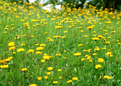 Field of yellow spring flowers
