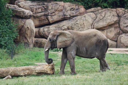 Animal wildlife wild