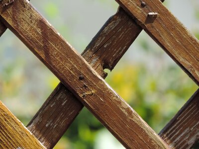 Wood fence paling summer photo