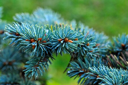 Branch needles blue spruce photo