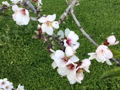 Almond beautiful flowers bloom photo